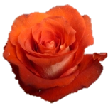 Mosaico Rose d'Equateur Ethiflora
